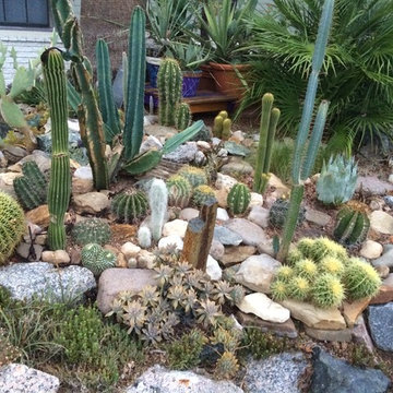 cactus & Succulent Gardens