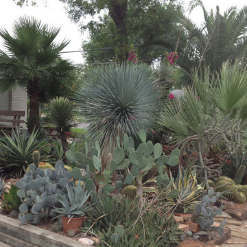 cactus & Succulent Gardens