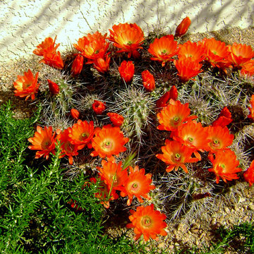 Cactus Flowers