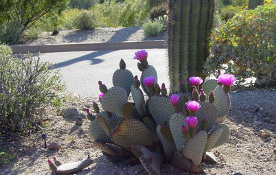 8 Cactuses Bring Spring Flowers to Dry Gardens