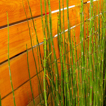 Calabasas Residence - Horsetails Compliment The Fence Splendidly