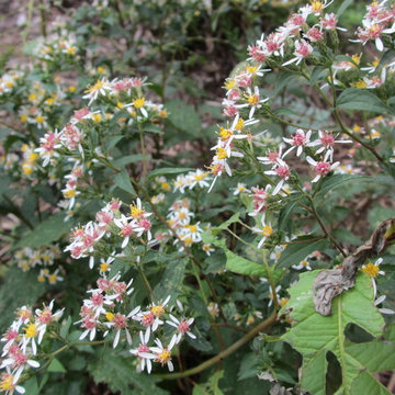 Calico Aster / Symphyotrichum lateriflorum