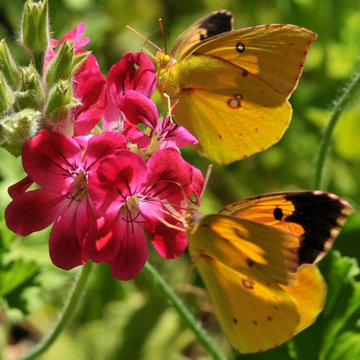 California Dogface butterfly (Colias eurydice)