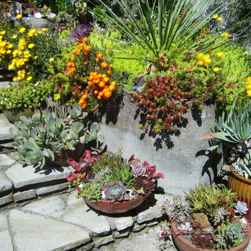 California drought-tolerant garden