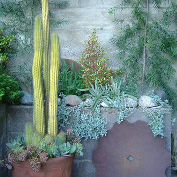 California drought-tolerant garden