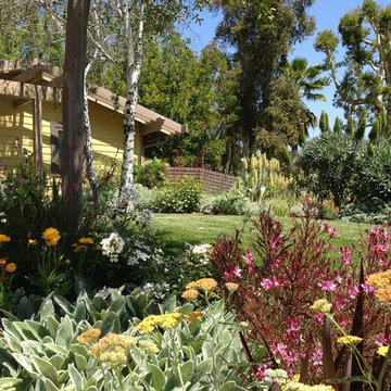 California Native and Mediterranean plantings frame Midcentury Modern home.