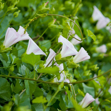 California-Native Morning Glory