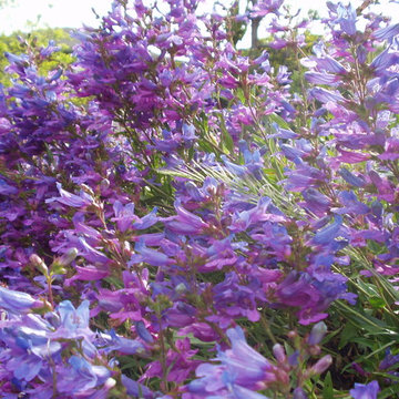 California Native Oasis
