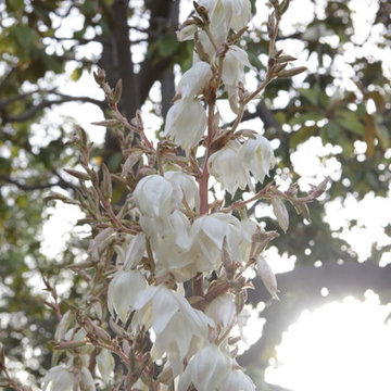 California Native Yucca Bloom