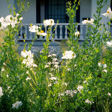 California Natives - Front Yard