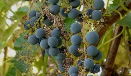 Great Design Plant: Try California Wild Grape for Interest All Year
