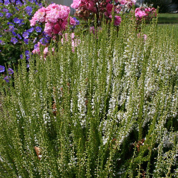 Calluna vulgaris 'Long White'