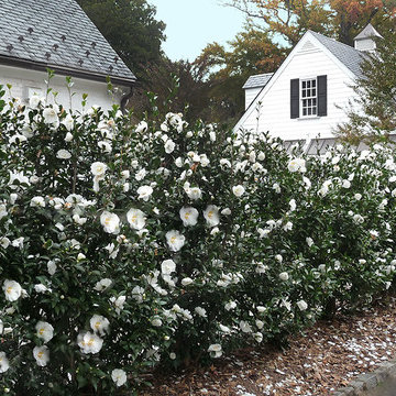 Camellia Screen in Autumn
