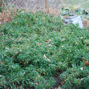 candytuft (Iberis sempervirens)