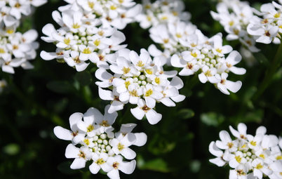 Great Design Plant: Evergreen Candytuft for Glossy Winter Foliage