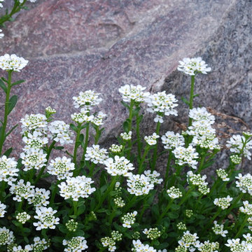 candytuft, Iberis sempervirens