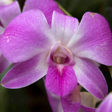 Cane Orchid