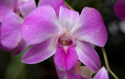 A Beginner's Guide to Growing Orchids at Home