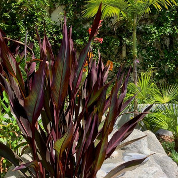 Canna and Palms flank new waterfall