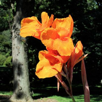 Canna 'Pretoria'