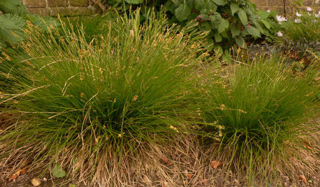 Great Design Plant: Carex Eburnea
