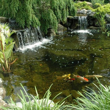 Caring for Pond Fish in Fall