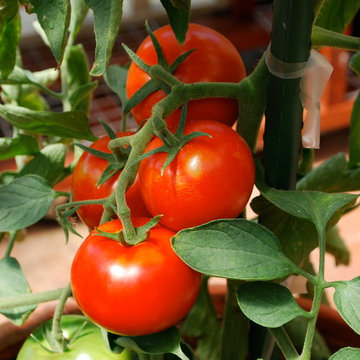 'Carmello' Tomatoes Growing in a Large Terra-Cotta Pot