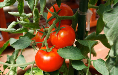 10 variétés de fruits et légumes faciles à faire pousser en pots