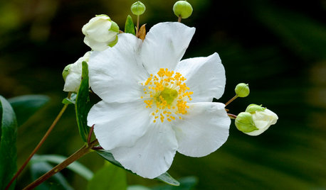 20 White Flowers to Illuminate Your Garden