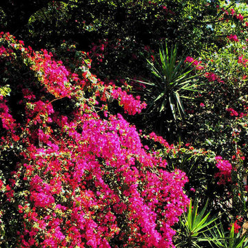 Carrollwood, Tampa, FL, Landscape: Cottage, Color Garden