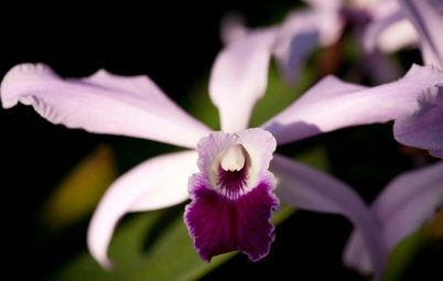 Orchids 101: Classic Cattleyas