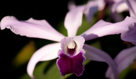 Orchids 101: Classic Cattleyas
