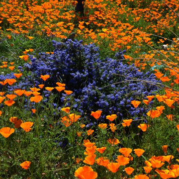 Ceanothus and Poppies