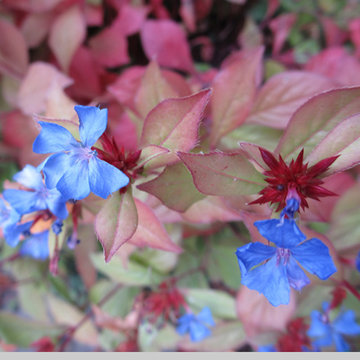 Ceratostigma plumbagnoides (False Plumbago)