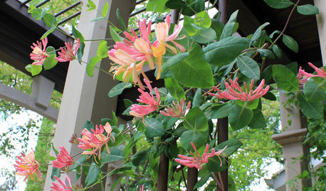 8 Flowering Vines to Plant This Spring for Tropical Style