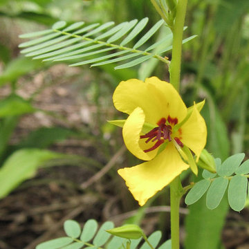 Chamaechrista fasciculata