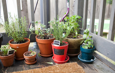 How Do I... Create a Potted Herb Garden?