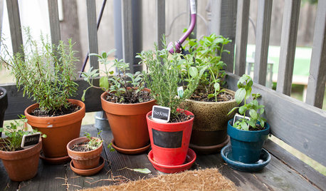 How Do I... Create a Potted Herb Garden?