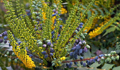 Great Design Plant: 'Charity' Oregon Grape