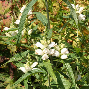 Chelone glabra