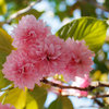 Get to Know These Fabulous Flowering Cherries