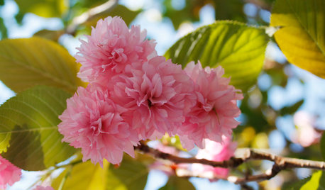 Get to Know These Fabulous Flowering Cherries
