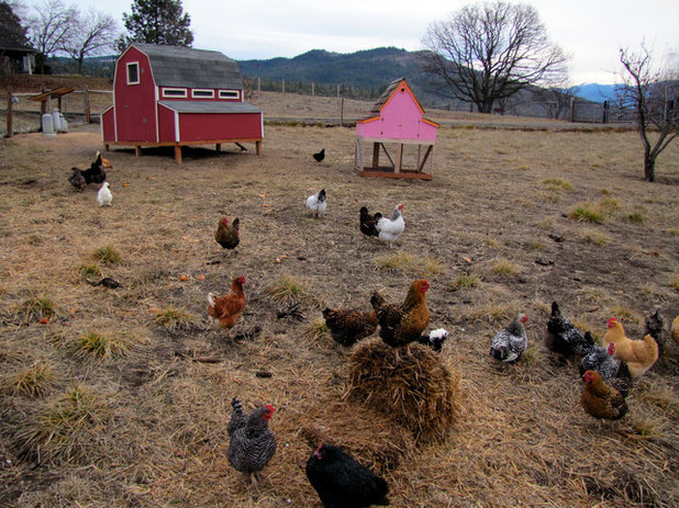Landscape Chicken coops
