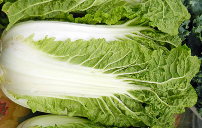 Cool-Season Vegetables: How to Grow Chinese Cabbage