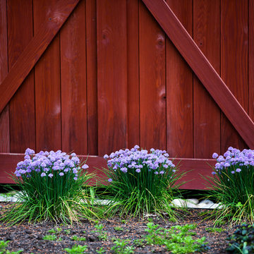 Chives in front of Barn Doors at Red Barn, Red Brick
