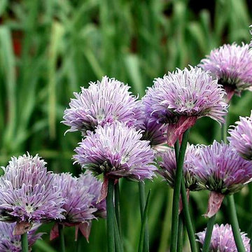 Chives