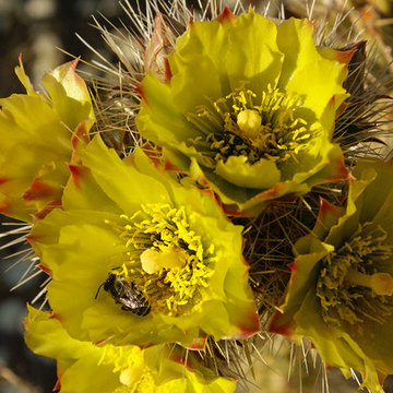 Cholla cactus with native bee