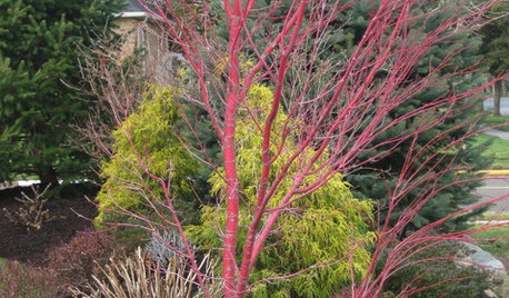 Great Design Plant: Coral Bark Japanese Maple, a Winter Standout