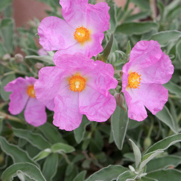 Cistus x bornetianus 'Jester'