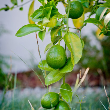 Citrus Trees with Native Plants